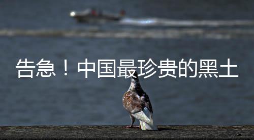 告急！中国最珍贵的黑土正在加速流失！