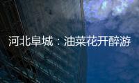 河北阜城：油菜花开醉游人 成乡村振兴“致富花”